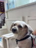 LION狮王艾宠宠物沐浴露柔和花香替换装400ml狗狗犬用温和抑菌沐浴露 实拍图