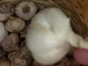 紫白皮蒜水果大蒜超市即食生鲜蔬菜大蒜 特价带箱 1斤 单果3.5-5cm 实拍图
