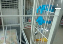 波奇多 悬挂宠物水壶500ml猫咪饮水机挂式自动狗狗喝水器水碗猫笼子喂水 实拍图