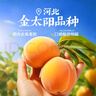 良品铺子鲜汁汁杏干55g酸甜无核杏肉杏脯即食水果干果脯孕妇解馋零食 实拍图