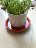 德沃多花盆托盘5号棕红*3塑料加厚接水托盘底座底盘绿植兰花种植盆托 实拍图