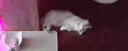 INSTINCT【防伪认证】天然百利猫粮进口生鲜鸡肉配方高蛋白冻干猫粮 [新品上市]优质蛋白幼猫粮1.8磅 实拍图