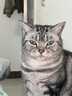 麦富迪猫粮 超肉粒冻干双拼成猫粮美毛护肠胃 三文鱼10kg（2kg*5） 实拍图