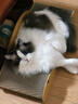 憨憨乐园猫抓板猫窝一体耐磨不屑猫爪窝立式双层瓦楞纸猫窝四季通用窝沙发 实拍图