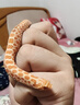 SMVP玉米蛇活物真蛇宠物蛇爬宠幼体翠青异宠白化蛇宠无毒黑王暴风雪盲 白化猪鼻【苗】 实拍图