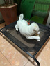 爱它美宠物狗狗行军床离地床防潮小型犬四季通用狗窝可拆洗中大型犬狗垫 【黑色】升级加厚/破损包赔 M码【建议80斤内】 实拍图