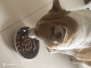 麦富迪狗粮 乖宝乐10kg 幼犬中大型小型犬通用（牛肉蛋黄）金毛泰迪柯基 实拍图