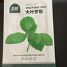 北蔬 罗勒种子苗大圆叶食用香料植物盆栽香草种籽 大叶罗勒种子600粒 实拍图