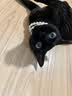 伊纳宝ciao猫零食成猫猫条宠物零食妙好啾噜流质零食布偶猫湿粮鱼条 【健康管理】随机混合14g*20条 实拍图