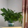双盟绿萝盆栽除甲醛花卉绿植办公室新房净化空气 120款10盆源头直发 实拍图