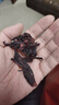 花滋春茶叶花草茶 洛神花茶 云南精选玫瑰茄干花茶大朵泡水喝袋装250g 实拍图