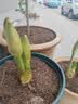 苗充充【带芽发货】现货朱顶红大球自然球盆栽庭院四季开花 樱桃尼芙 大球 1 个【两个月开花】 实拍图
