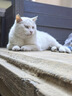 小米智能门铃3 2K分辨率 180°超大视野 家用猫眼摄像头 门前异动通知 手机查看  远程实时查看 实拍图