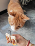 HELLOJOY猫咪指甲剪专用小盲剪狗狗指甲钳小猫指甲钳圆孔新手防抓防咬 实拍图