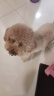 皇家狗粮 成犬狗粮 犬粮 宠物大型犬 GR26全价犬粮≥15月15KG 实拍图