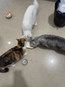 皇家搭档猫罐头成猫幼猫通用猫零食高汤补水鸡肉羊奶奶昔混合85g*24罐 实拍图
