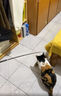 憨憨乐园 猫玩具球逗猫猫咪自嗨神器球自动磨牙剑麻球颜色随机3个装 实拍图