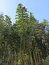 李施德林精油漱口水樱花蜜桃果味温和清新口气500ml*2支装减少口腔细菌 实拍图