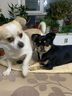 纽冠冻干狗粮40斤成犬幼犬金毛边牧中大型犬柯基柴犬通用全价20kg大包 实拍图