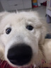 好主人狗粮 全犬种通用幼犬粮2.5kg泰迪金毛拉布拉多比熊天然粮5斤/20斤 全犬种幼犬粮5斤 实拍图