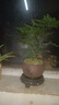 开时果 文竹盆栽桌面摆件盆景 办公室植物竹子水培绿植盆景源头直发包邮 【推荐款】舍得紫砂盆+苔藓+底座 实拍图