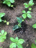 原起点水果黄瓜苗春夏季小黄瓜南方青瓜旱瓜苗秧四季阳台盆栽蔬菜种子籽 【3棵】水果小黄瓜苗 实拍图