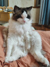 果饭儿系列三文鱼猫罐头80g*48罐（汤汁型）猫咪零食猫湿粮 实拍图