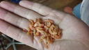 良时海 大连地标 虾皮100g 净重 虾米干海产干货 源头直发包邮 实拍图