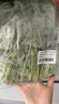 京鲜生 新鲜菠菜 600g 简装 新鲜蔬菜 实拍图