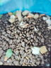 亿迪猫粮冻干幼猫成猫全价全阶段5斤布偶蓝猫英短小包装2.5kg 实拍图