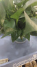 双盟绿萝盆栽除甲醛花卉绿植办公室新房净化空气180加仑4盆装源头直发 实拍图