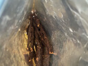 山萃（SUNDRY）中粮 超干风干牛肉干（九成干）内蒙古休闲零食肉干肉脯 原味180g 实拍图