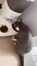 霍曼（Homerun）宠物智能自动喂食器猫粮狗粮定时猫咪自动投食机陶瓷双碗增高版 实拍图