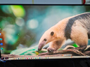 三星（SAMSUNG）32英寸 S80UD 4K IPS HDR Type-C90W HDMI DP 便携安装底座 升降旋转 办公显示器 LS32D802UBCXXF 实拍图