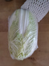 三宝白菜（大娃娃菜）约650g 实拍图