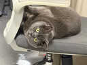希宝泰国进口猫罐头混合装85g*24罐猫粮猫湿粮整箱礼盒装(多种口味) 实拍图
