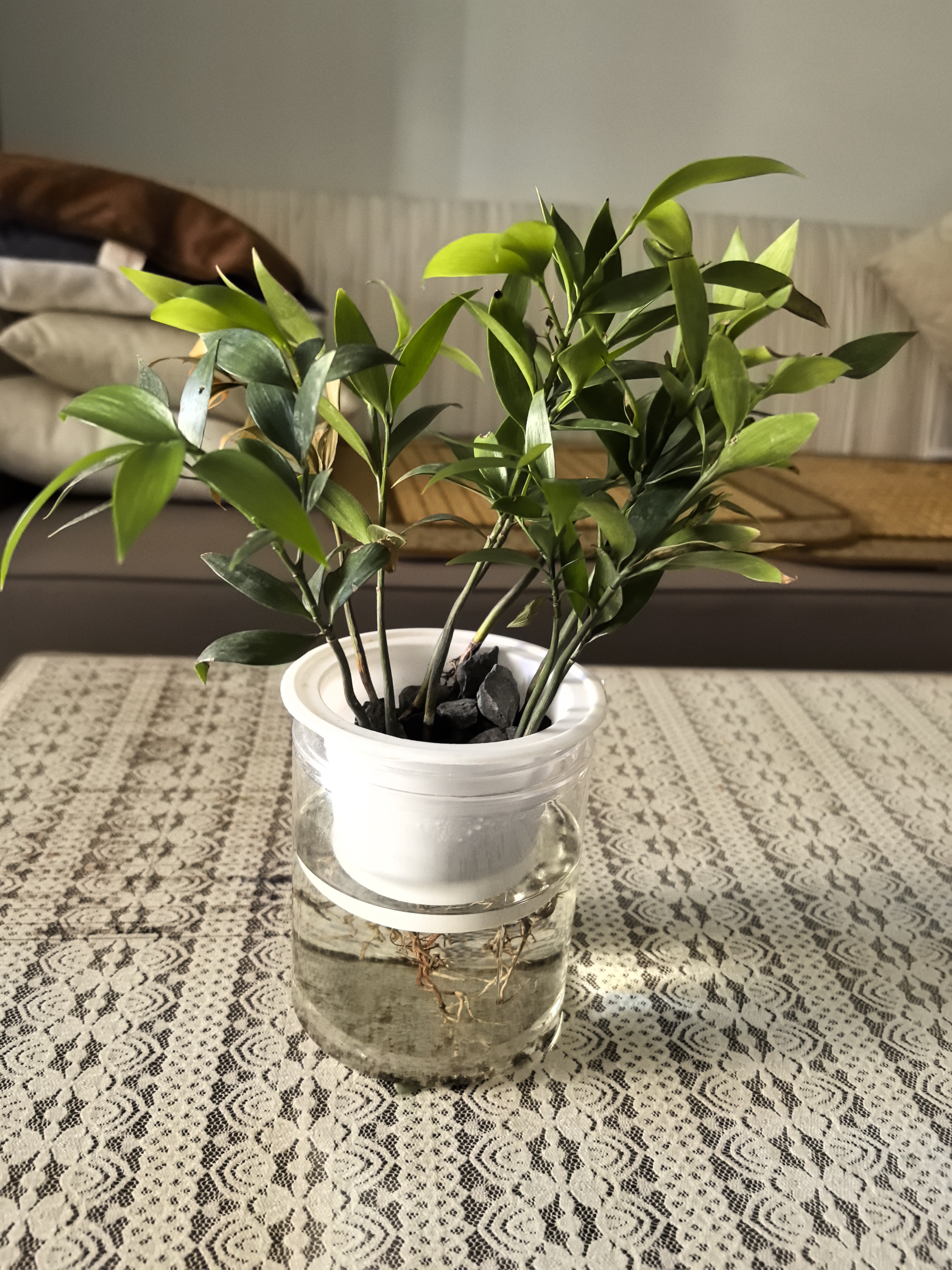 京东绿植竹柏水培盆栽室内桌面驱蚊绿植好养10株装带营养液不含瓶源头直发 实拍图