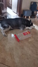 麦富迪狗粮 无谷牛肉双拼狗粮成犬中大型犬专用强健骨骼15kg/30斤 实拍图