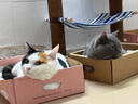 愛肯拿（ACANA）猫粮 海洋盛宴成猫幼猫粮 全价通用无谷进口鱼肉粮5.4kg效期26/3 实拍图