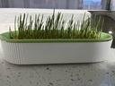 疯狂的主人猫草+6袋小麦种子盆栽无土水培薄荷化去毛球助排毛猫咪零食成幼猫 实拍图