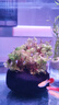 森森（SUNSUN）鱼缸过滤器壁挂式外置过滤泵水族箱过滤器HBL HBL-302 3W 实拍图