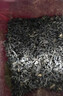 徽六红茶祁门红茶茶叶250g 寻味500特级功夫香螺高香袋装口粮茶自己喝 实拍图