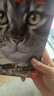 猫武士·新版二部曲· 新的预言 · 全6册套  儿童文学动物小说自主阅读生存勇气成长励志 奇幻冒险小说 中小学生青少年提升写作作文能力 课外书王芳推荐暑假作业 一升二暑假衔接 小升初暑假衔接 实拍图
