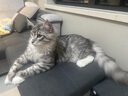 麦富迪猫粮 barf霸弗天然猫粮冻干幼猫粮高蛋白温和养护肠胃鲜鸡肉7.2kg 实拍图