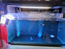 亚甲基蓝鱼药水族箱鱼缸消毒杀菌观赏鱼锦鲤白点烂身烂尾专用鱼药 200ml/瓶【5瓶】送量杯 实拍图