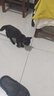 多特思（DOTUS）猫罐头主食全价成长幼猫奶糕羊奶鸡肉罐头浓汤湿猫粮猫饭60g*6罐 实拍图