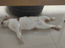 皇家搭档猫罐头鸡肉高汤猫零食成猫幼猫通用增肥补水猫罐头85g*24罐 实拍图