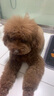 麦富迪 宠物狗狗零食 成犬幼犬训狗奖励牛肉棒1200g 实拍图