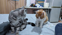 麦富迪猫粮 barf霸弗生骨肉主食冻干天然成猫粮7.2kg牛肉配方均衡营养 实拍图
