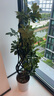 植男植女造型鸭脚木客厅盆栽发财树天堂鸟大型绿植客厅办公室阳台源头直发 实拍图